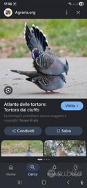 Tortore australiane dal ciuffo