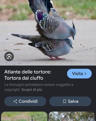 Tortore australiane dal ciuffo