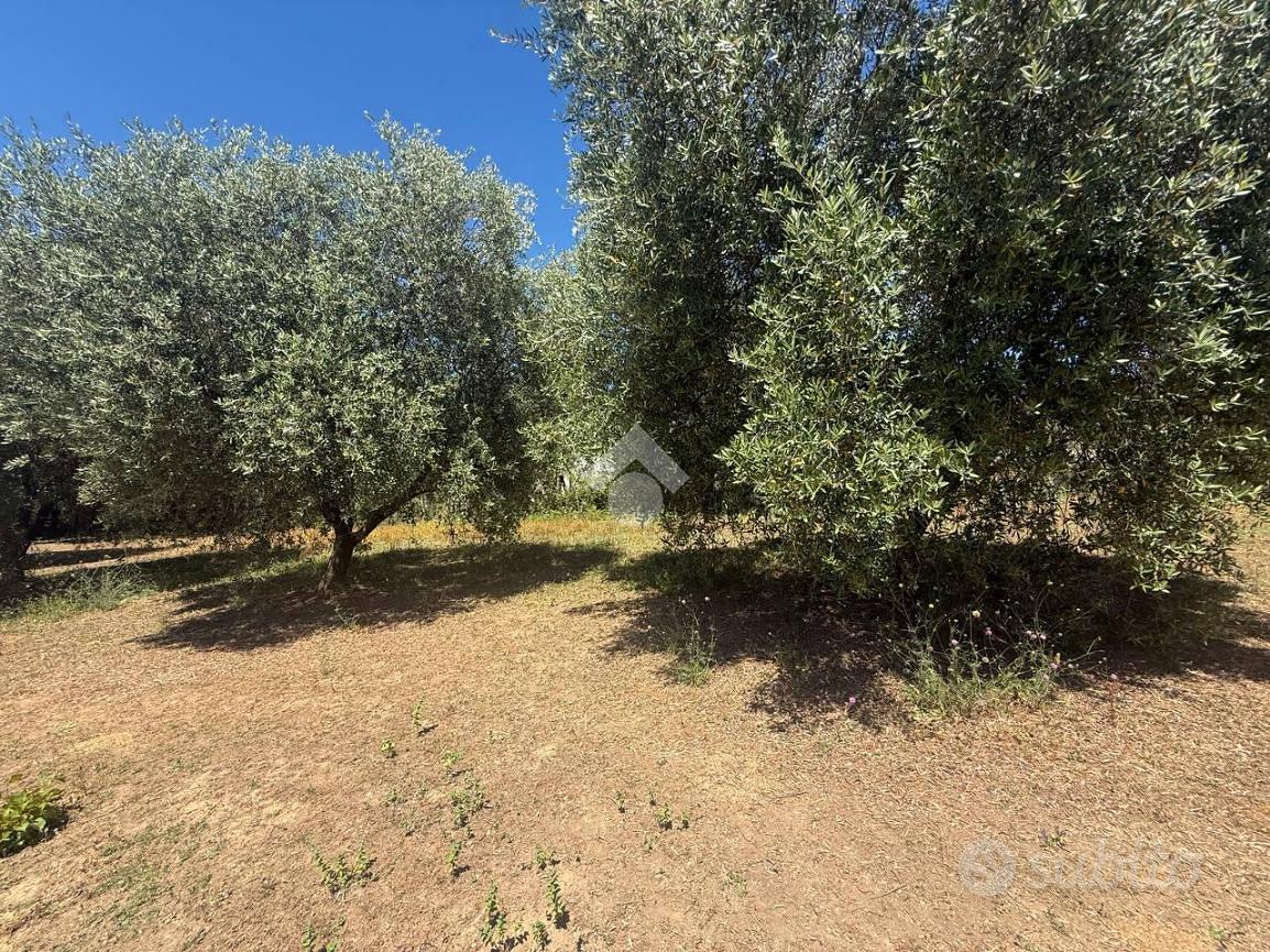 TER. AGRICOLO A CANALE MONTERANO - Altro