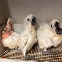 Cacatua Alba cacatua leadbeater