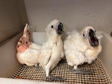 Cacatua Alba cacatua leadbeater