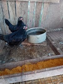 Galline nane