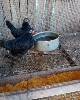Galline nane