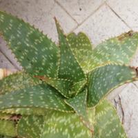 aloe maculata