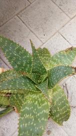 aloe maculata
