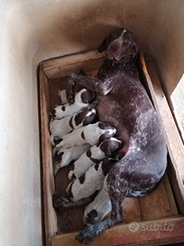 Cuccioli bracco tedesco