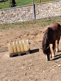 Cavallo stallone