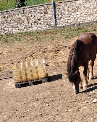 Cavallo stallone