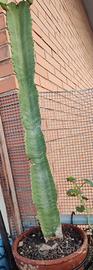 euphorbia eritrea