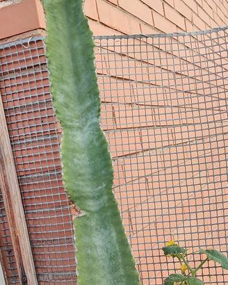 euphorbia eritrea