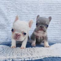 Cuccioli di bulldog/bouledogue francesi