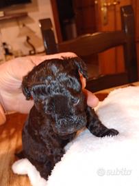 Cuccioli di barboncino nani