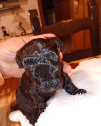 Cuccioli di barboncino nani