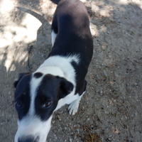 Cucciola