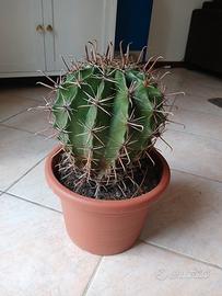 Cactus da interno/esterno