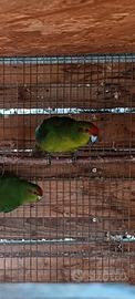 kakariki 