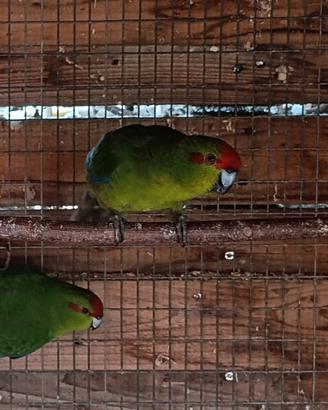 kakariki 