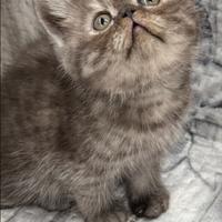 Persiano esotico gatto