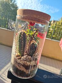 Terrarium piccolo