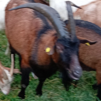 Becco capra