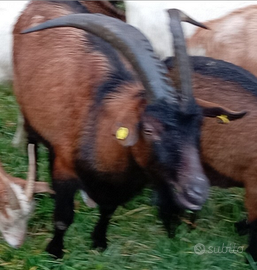 Becco capra