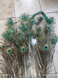 Piume di pavoni