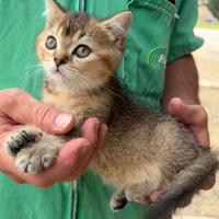 Cuccioli di british shorthair