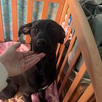 Cucciolo di Labrador