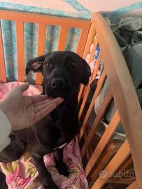 Cucciolo di Labrador