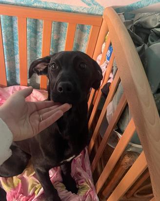 Cucciolo di Labrador