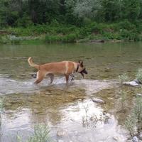 Pastore Belga - Malinois