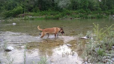 Pastore Belga - Malinois