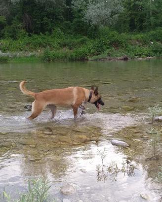 Pastore Belga - Malinois