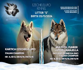 Cuccioli cane lupo cecoslovacco