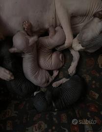 Sphynx