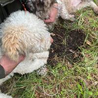 Lagotto romagnolo