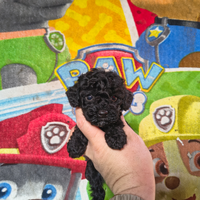 Barboncino toy nero & mini toy 2 MASCHI