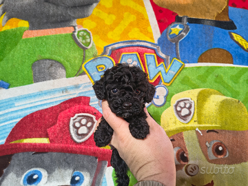 Barboncino toy nero & mini toy 2 MASCHI