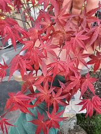 ACER PALMATUM DESHOJO
(ANGUILLARA SABAZIA RM)