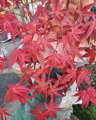 ACER PALMATUM DESHOJO
(ANGUILLARA SABAZIA RM)