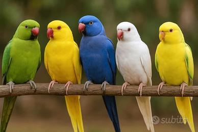 Pappagalli che parlano