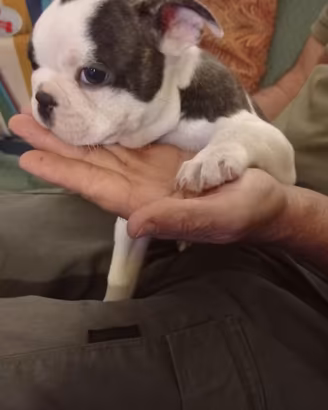 Boston terrier