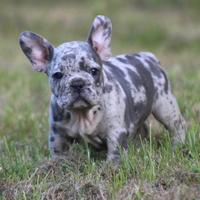 Cuccioli bulldog francesi blu merle maschi femmine