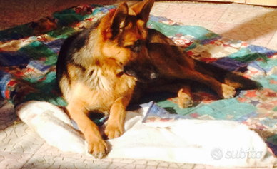 Cuccioli di pastore tedesco