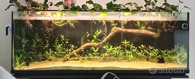 Acquario completo 