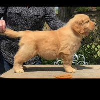Golden Retriever Americano