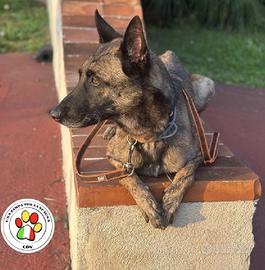 DUMBO splendido Malinois