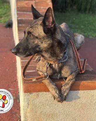 DUMBO splendido Malinois