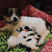 Cuccioli puri Jack Russel Broken
