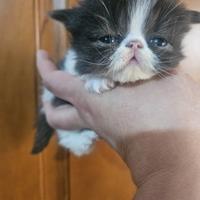 Gatto persiano bianco nero bicolor